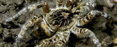  Южнорусский тарантул, описание и содержание дома